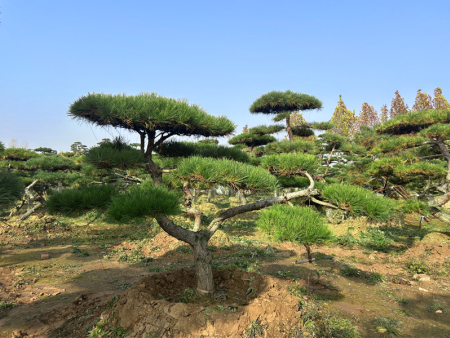 景观松树