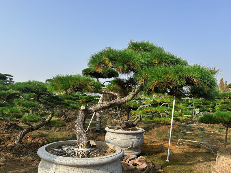 造型黑松