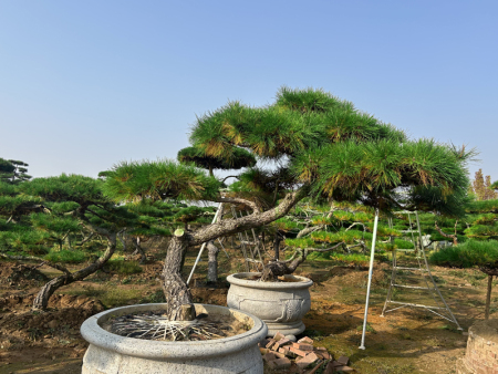 造型油松基地
