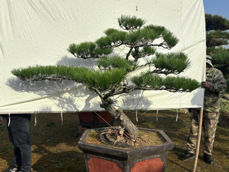 迎客松