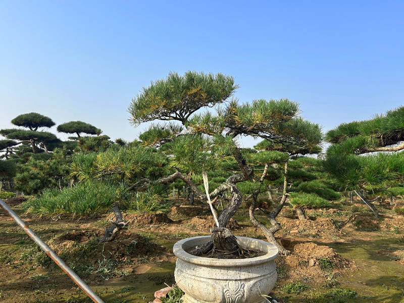 造型松
