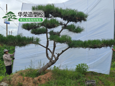 迎客松