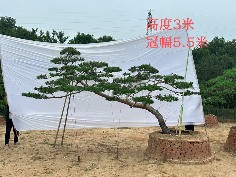 造型松