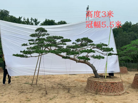 泰山迎客松