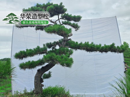 造型黑松批发