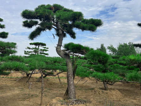 大型泰山松