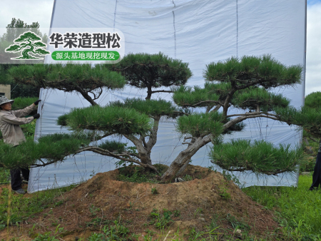迎客松价格