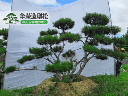 造型松园林