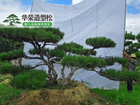 精品迎客松