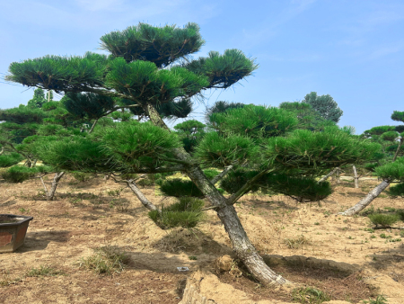 造型黑松基地