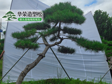 造型松树
