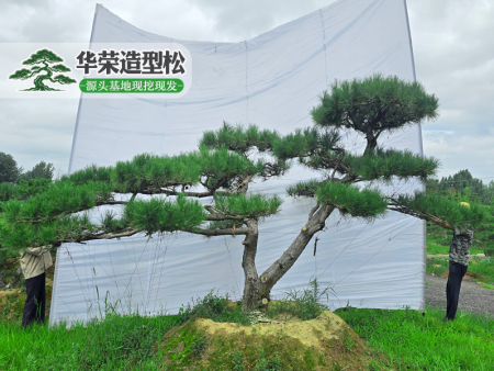 精品造型黑松