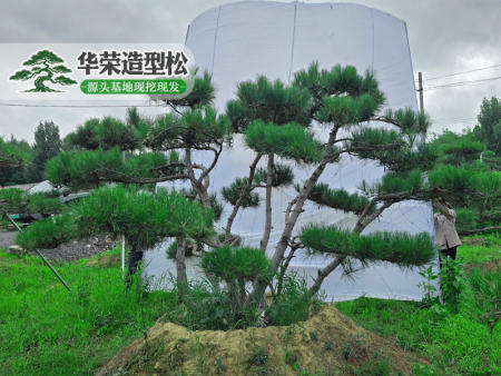 迎客松基地