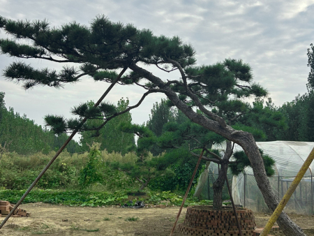 造型松树