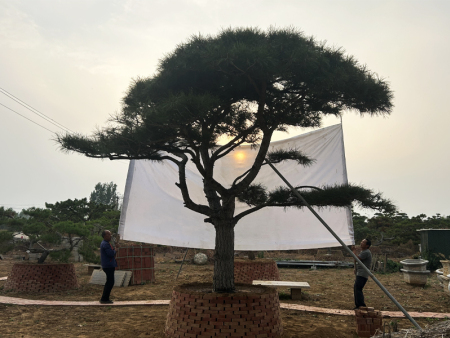 基地告诉您：怎样为莱芜平顶松蟠扎塑形？