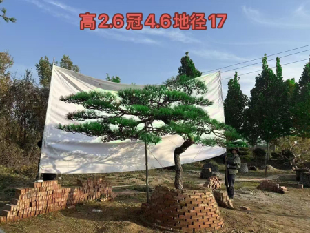 造型黑松