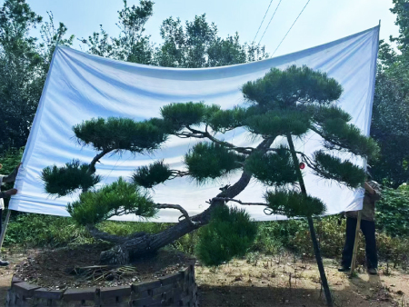造型油松价格