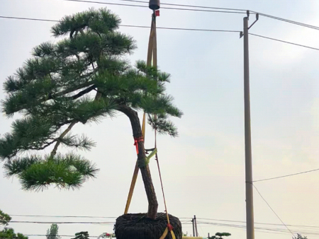 河南迎客松发货