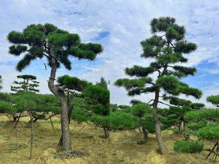 造型黑松