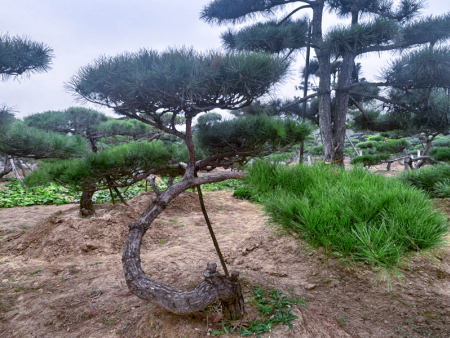 平顶松价格
