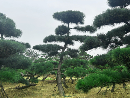 平顶松基地