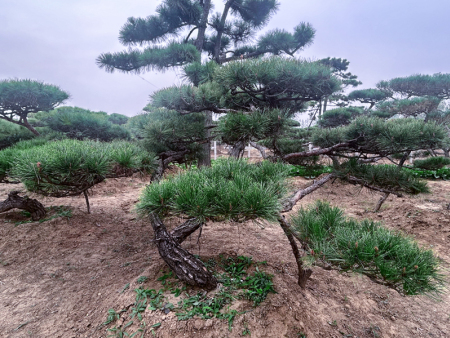 油松价格
