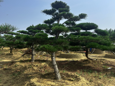 平顶松