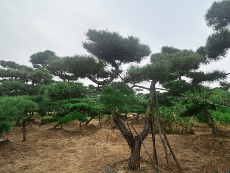 造型松价格