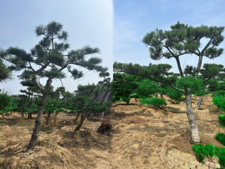 造型油松销售