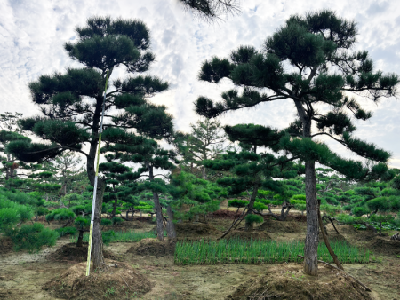 造型黑松基地