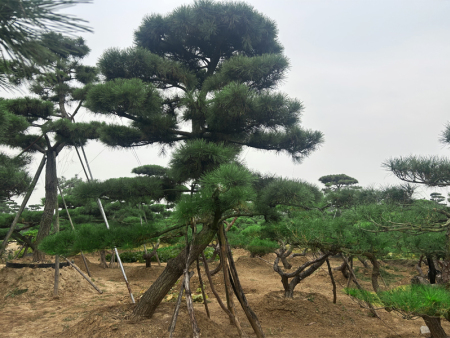 造型松