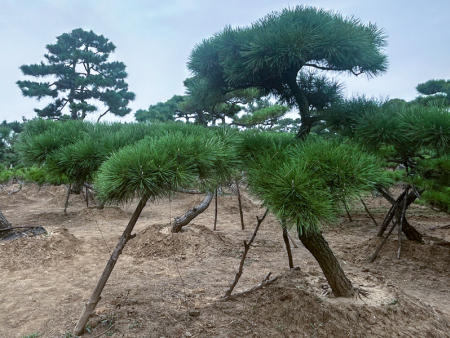 泰山景观松