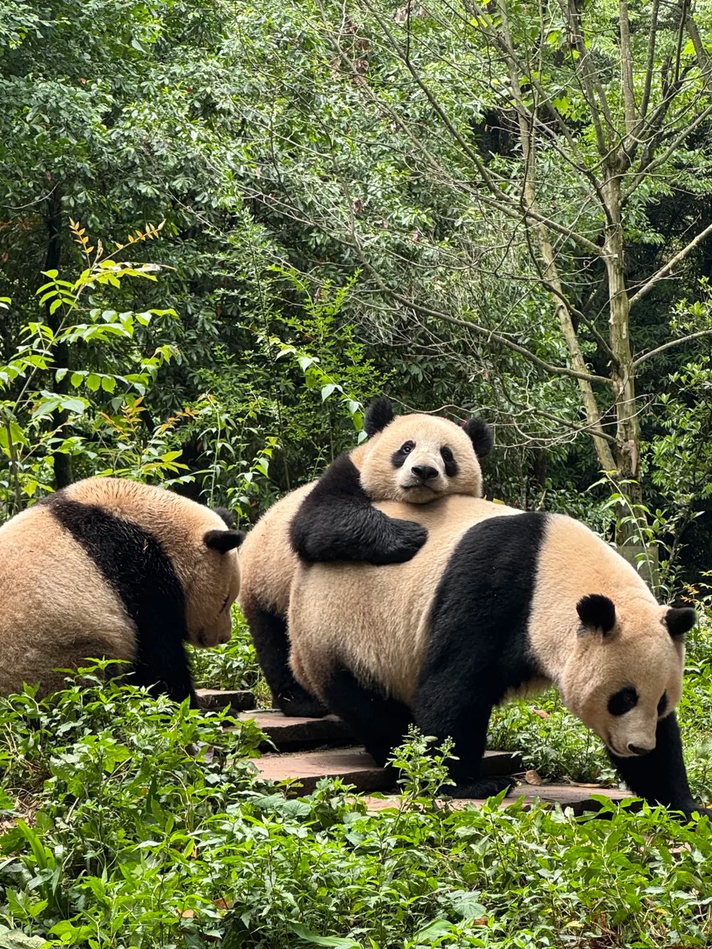 雅安