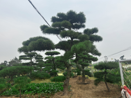 造型松基地