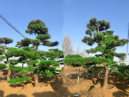 景观松价格