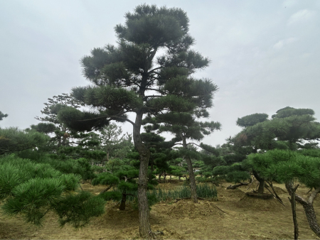 造型油松基地