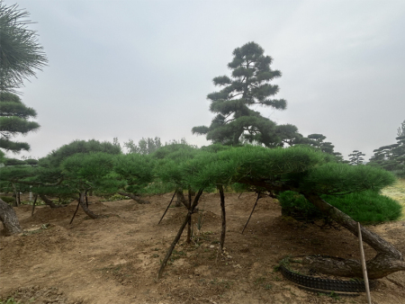 黑松基地