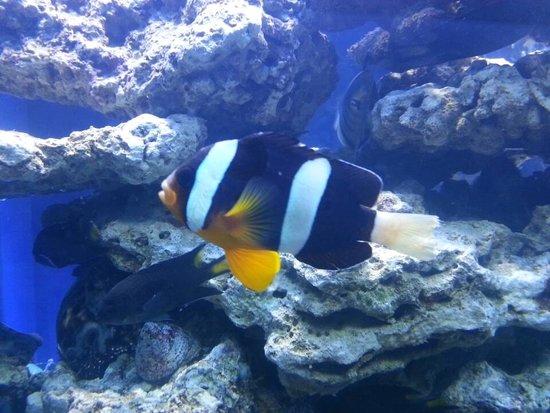 房产活动海洋生物展租赁海洋鱼类展览企鹅海狮表演报价