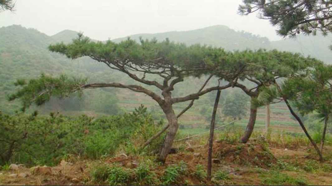 造型油松-山东造型油松树大型培育基地