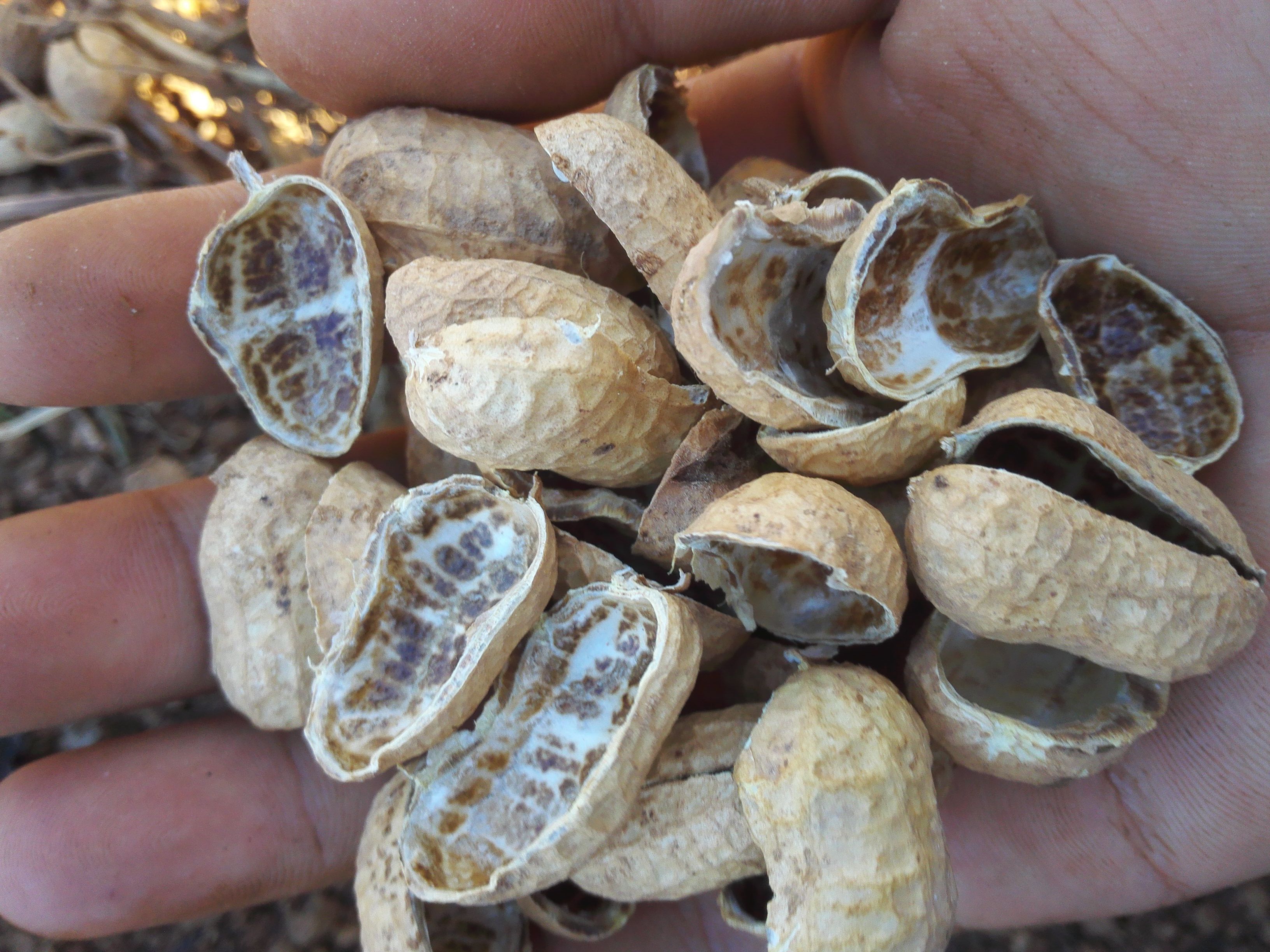 陕西花生壳生物质压块燃料