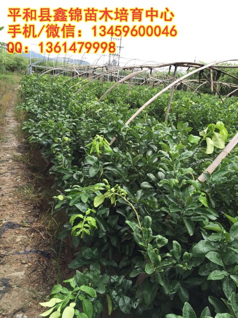 浙江三红柚子苗基地|哪里有卖红肉柚子苗|衢州