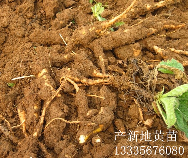地黄种苗种植技术