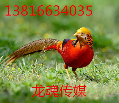 火鸡1_副本.jpg