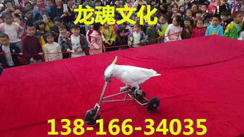 917504777254949832_副本.jpg