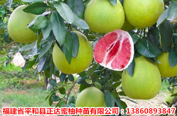 红肉蜜柚3.jpg