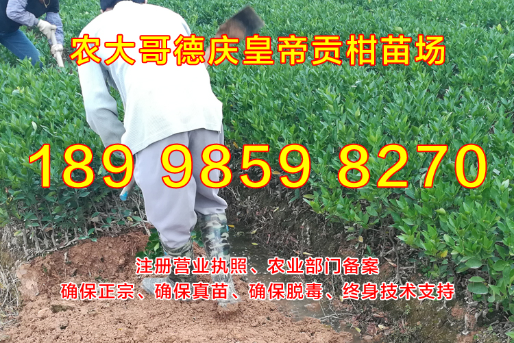 德庆贡柑苗1.jpg