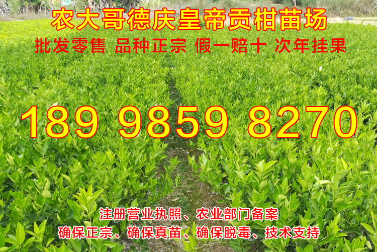 德庆贡柑苗10.jpg