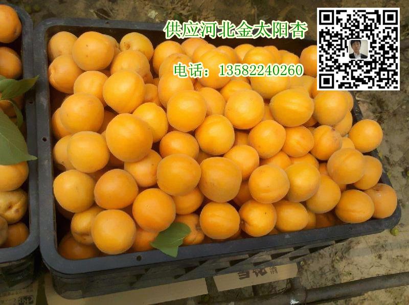 金太阳03.jpg