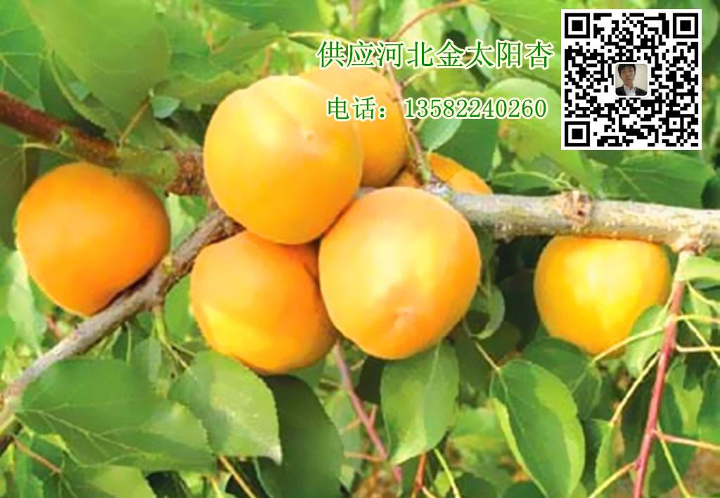 金太阳05.jpg