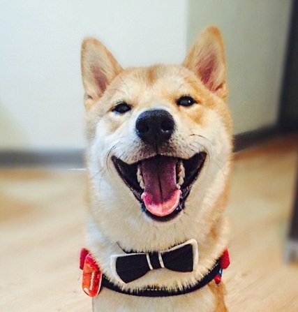 柴犬爱看电视走红网络 被称为最像人类的汪星